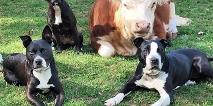 “Живодерський”  проект закону ініціювали депутати з Тернопільщини