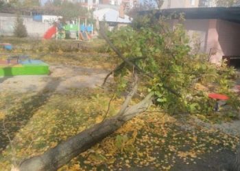 У Тернополі дерево впало та вбило пенсіонера