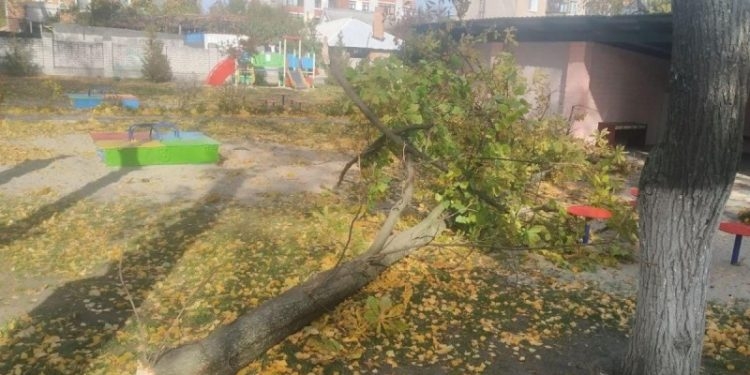 У Тернополі дерево впало та вбило пенсіонера