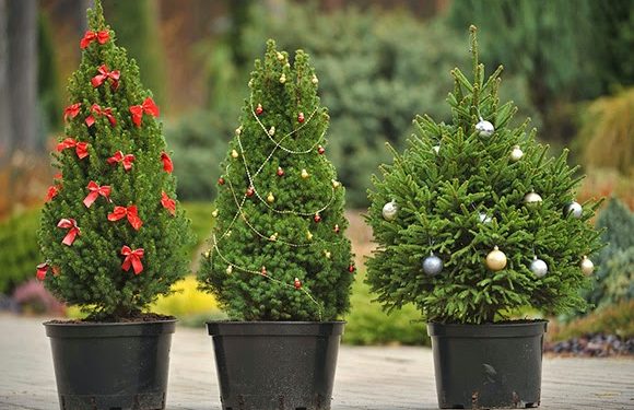 “Офіційними” ялинками торгуватимуть у Тернополі з 15 грудня (усі точки продажу)