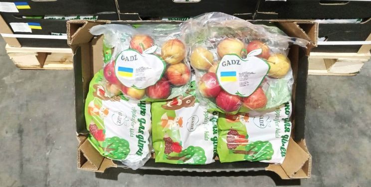 ФГ “Гадз” з Тернопільщини експортує яблука до Великої Британії
