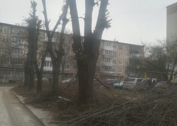 Тернопільський екоактивіст засудив обрізку дерев у місті