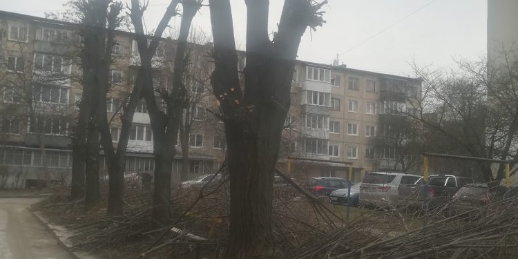 Тернопільський екоактивіст засудив обрізку дерев у місті