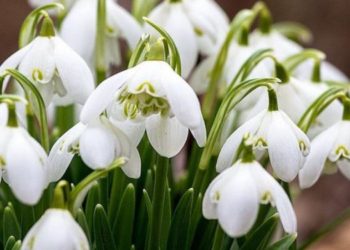 У Тернополі заборонено торгувати першоцвітами