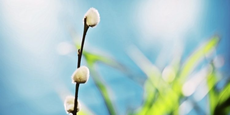 Погода на Тернопільщині в останні дні березня