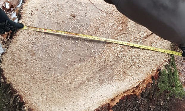 Рубав дерева: на Тернопільщині судитимуть лісника