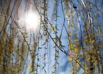 Яку погоду чекати на Тернопільщині ранньою весною