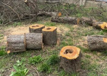 Комунальники знищити 100-річні ясени у Тернополі