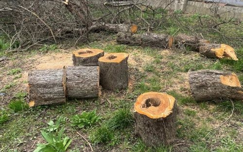 Комунальники знищити 100-річні ясени у Тернополі