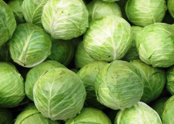 Рання і недешева: ціни на капусту зростають