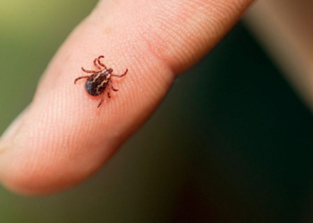 Кліщ. Фото з мережі