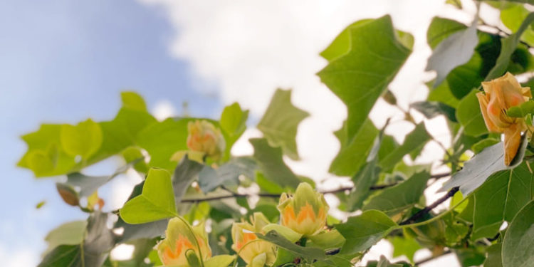 В Мукачево розквітла алея тюльпанових дерев (фото)