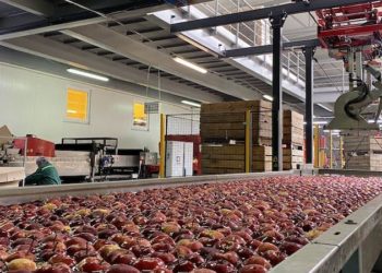 На збір овочів та фруктів «ГАДЗ Агро» залучить до 1800 людей