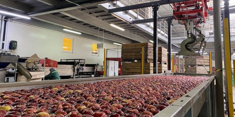 На збір овочів та фруктів «ГАДЗ Агро» залучить до 1800 людей