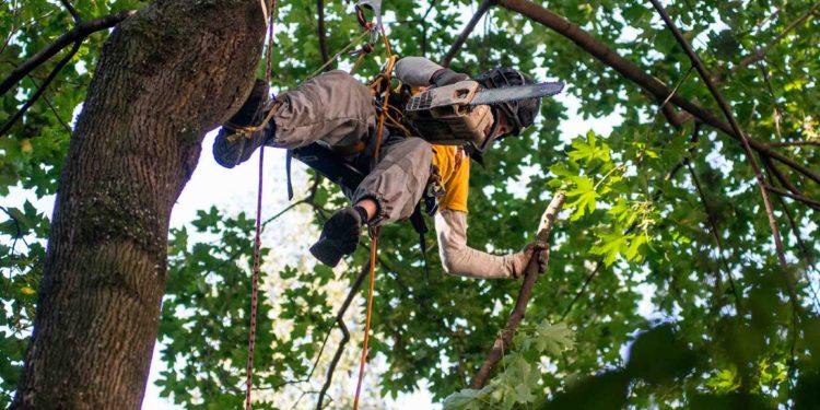На Тернопільщині чоловіки загинули, коли обрізали дерева
