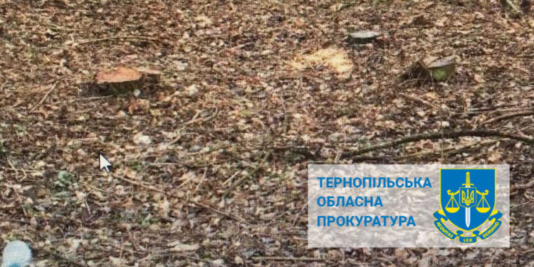 Посадовець Тернопільської ОВА безпідставно дав дозвіл на вирубку дерев на понад 14 млн грн
