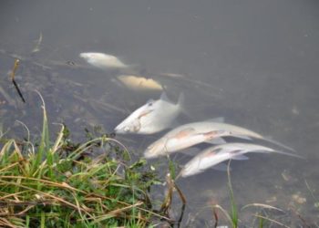 На Тернопільщині масово загинула риба