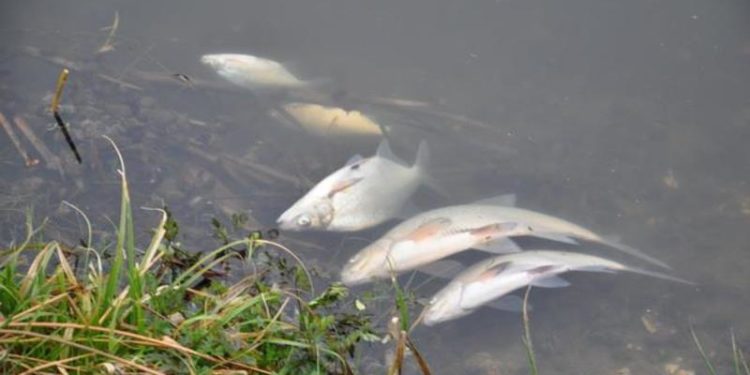 На Тернопільщині масово загинула риба
