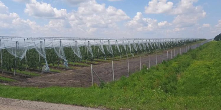 “Сад перемоги” на 25 гектарів росте у Бучачі на Тернопільщині