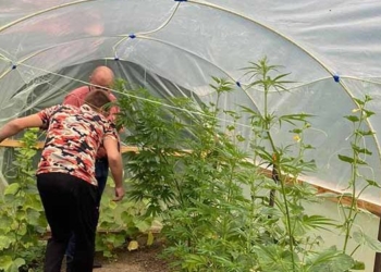 На Тернопільщині виявили плантацію дурману