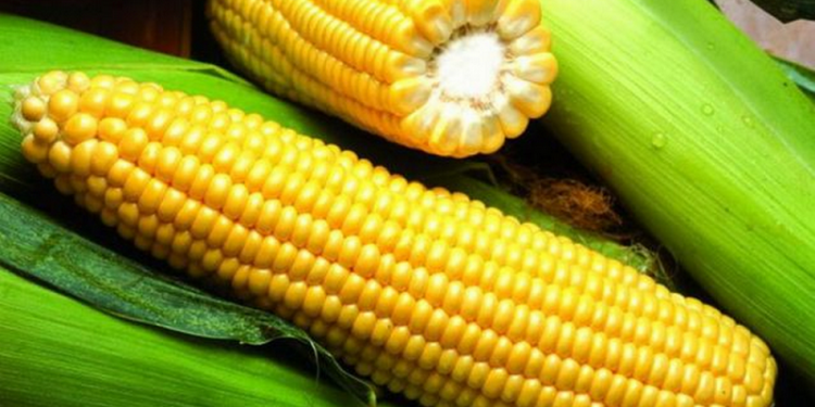 Бразилія перемогла США в експорті кукурудзи