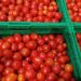 Фермерське господарство «Гадз» з Тернопільщини почало реалізацію помідорів власного врожаю