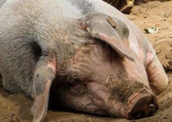На Чернігівщині африканська чума свиней
