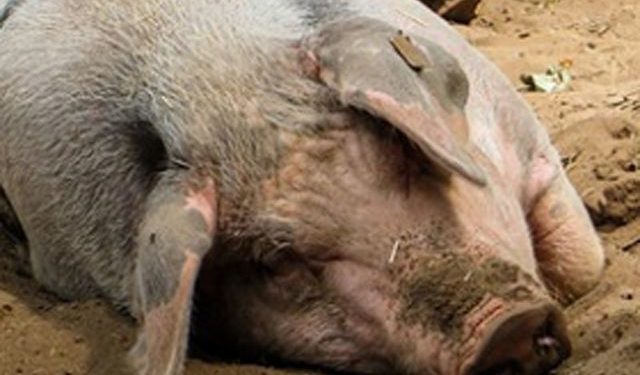 На Чернігівщині африканська чума свиней