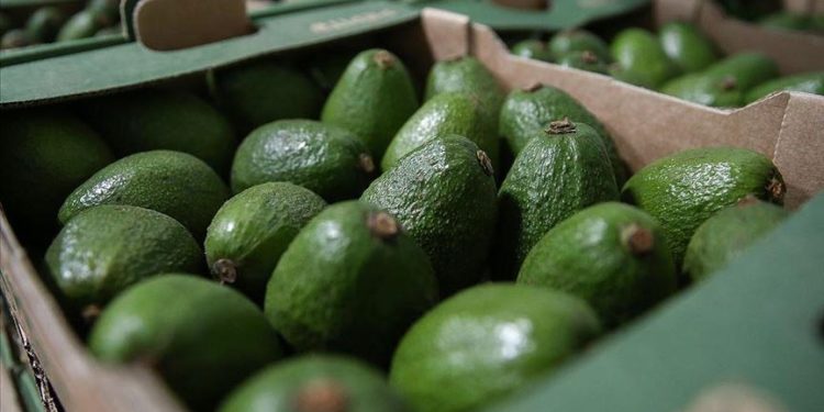 З Польщі до України завезли партію небезпечного авокадо