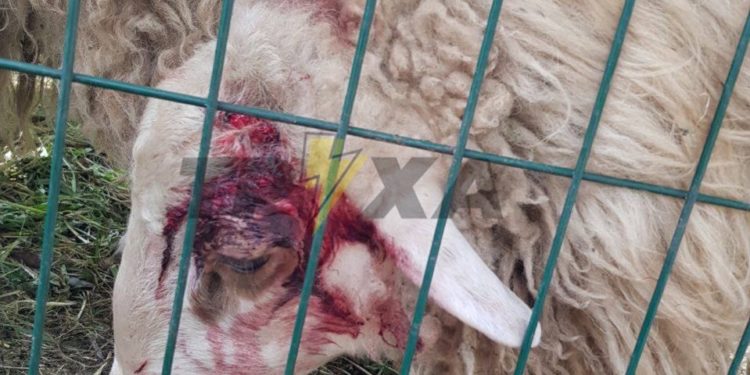 Телеграм канали міста б’ють на сполох: у тернопільському зоокуточку страждають тварини