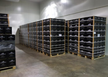 Фермери з Тернопільщини розпочали сезон експорту яблук