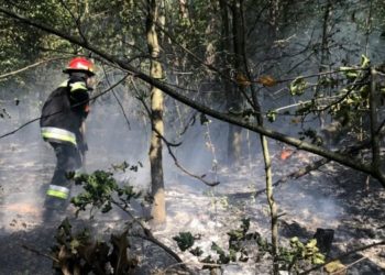 Жінка отримала смертельні опіки в лісовій пожежі на Тернопільщині