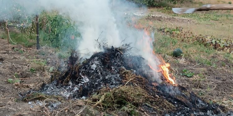 Паліїв трави виявили під час рейду в Тернопільській громаді