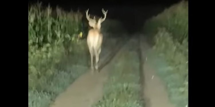 На Тернопільщині правоохоронці вбили рідкісного оленя?