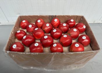 Фермерське господарство “Гадз” розпочинає сезон експорту яблук