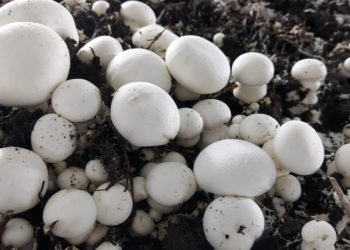 Україна потребує вітчизняних печериць