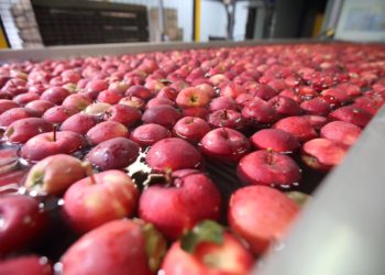 Італійські партнери відвідали підприємства Петра Гадза на Бучаччині