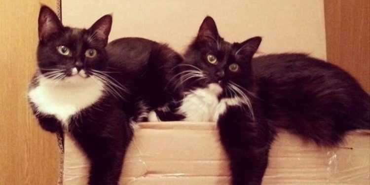 Цікаві факти про котів