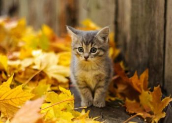 На Тернопільщині передбачають черговий осінній температурний рекорд