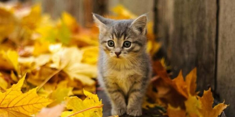 На Тернопільщині передбачають черговий осінній температурний рекорд