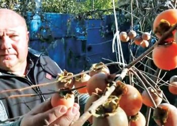 12 сортів хурми в домашніх умовах