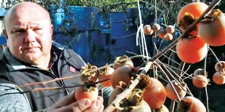 12 сортів хурми в домашніх умовах