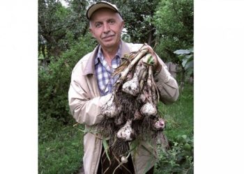 Зеновій Сич вирощує понад 30 сортів часнику