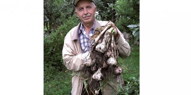 Зеновій Сич вирощує понад 30 сортів часнику
