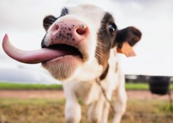 Чим небезпечний законопроєкт №10288, або погралися в українізацію і досить