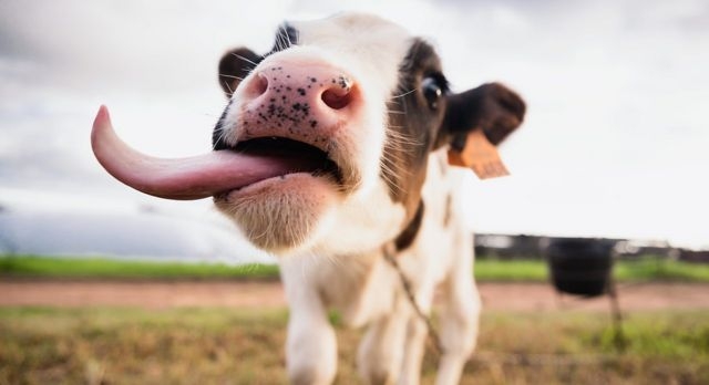 Чим небезпечний законопроєкт №10288, або погралися в українізацію і досить