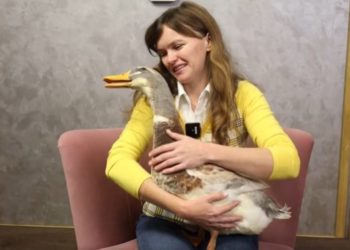 Ганна Сметанюк тримає вдома качку замість домашнього улюбленця