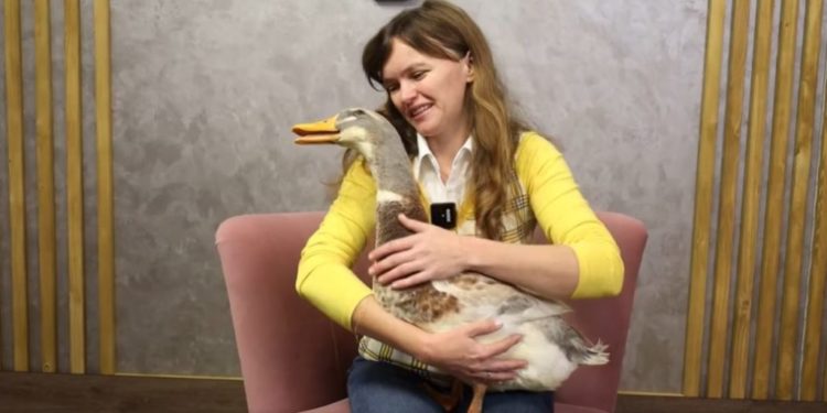 Ганна Сметанюк тримає вдома качку замість домашнього улюбленця
