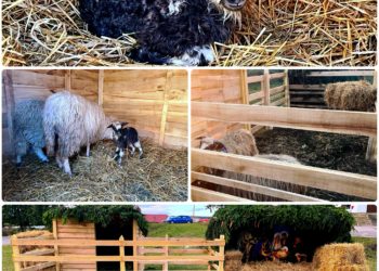 На Тернопільщині у різдвяній шопці народилась овечка