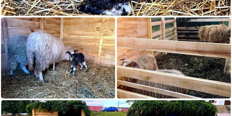 На Тернопільщині у різдвяній шопці народилась овечка